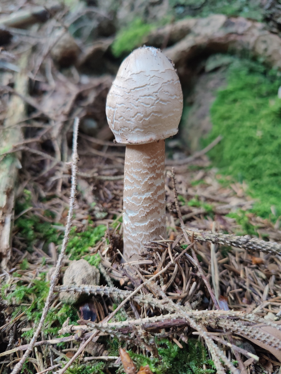Kochschritt Bild 3