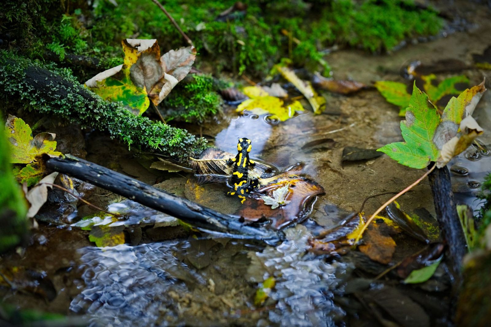 Der Feuersalamander: Ein Schatzsucher in den Quellbächen – Ökologie eines empfindlichen Indikators
