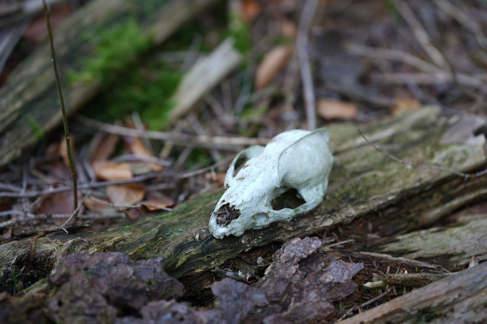 🎃👻 HÖCHST UNSERIÖS & GRUSELIG: Steinpilze und ein Schädel am 31. Oktober!